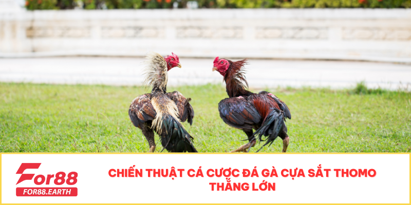 Đá Gà Cựa Sắt Thomo - Sự Kiện Hấp Dẫn Không Thể Bỏ Lỡ 4 Chiến thuật cá cược đá gà cựa sắt Thomo thắng lớn