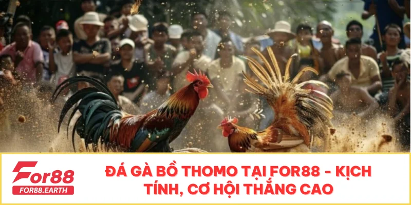 Đá Gà Bồ Thomo Tại FOR88 - Kịch Tính, Cơ Hội Thắng Cao