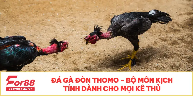 Đá Gà Đòn Thomo - Bộ Môn Kịch Tính Dành Cho Mọi Kê Thủ 1 đá gà đòn thomo