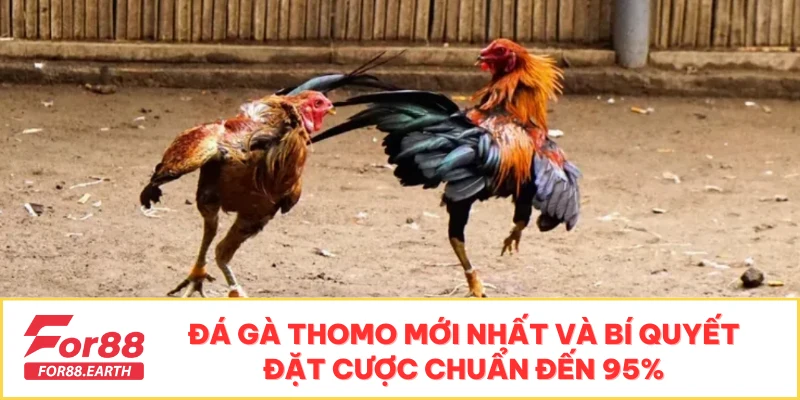 Đá Gà Thomo Mới Nhất Và Bí Quyết Đặt Cược Chuẩn Đến 95%