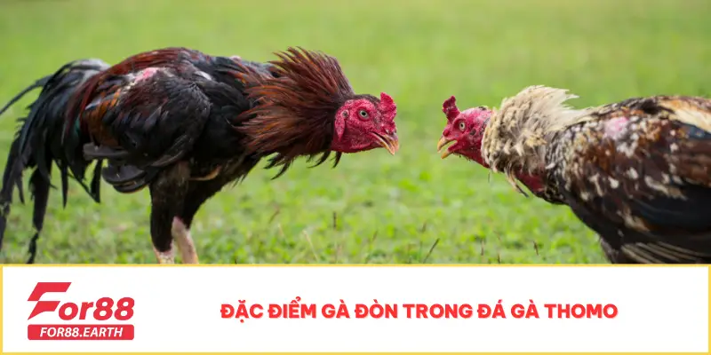 Đá Gà Đòn Thomo - Bộ Môn Kịch Tính Dành Cho Mọi Kê Thủ 3 Đặc điểm gà đòn trong đá gà Thomo