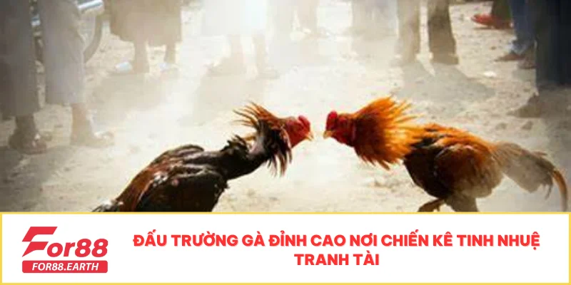 Đá Gà Bồ Thomo Tại FOR88 - Kịch Tính, Cơ Hội Thắng Cao 2 Đấu trường gà đỉnh cao nơi chiến kê tinh nhuệ tranh tài