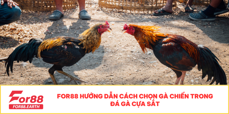 Đá Gà Cựa Sắt Thomo - Sự Kiện Hấp Dẫn Không Thể Bỏ Lỡ 2 For88 hướng dẫn cách chọn gà chiến trong đá gà cựa sắt