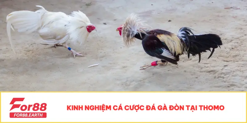 Đá Gà Đòn Thomo - Bộ Môn Kịch Tính Dành Cho Mọi Kê Thủ 4 Kinh nghiệm cá cược đá gà đòn tại Thomo