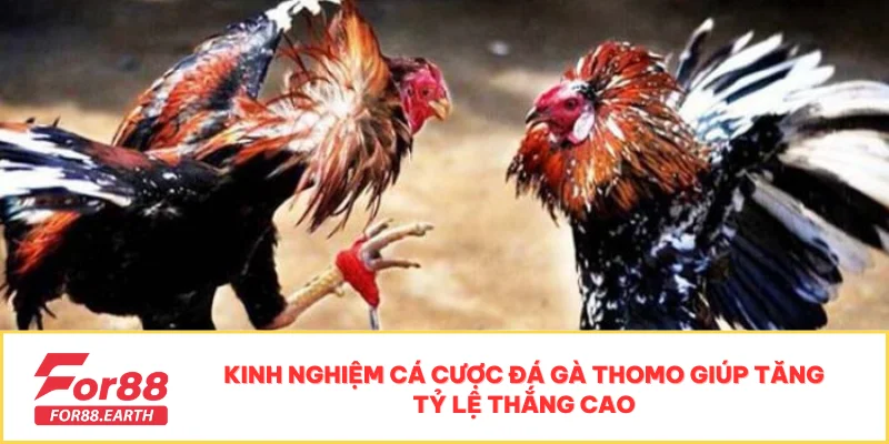 Đá Gà Bồ Thomo Tại FOR88 - Kịch Tính, Cơ Hội Thắng Cao 4 Kinh nghiệm cá cược đá gà Thomo giúp tăng tỷ lệ thắng cao