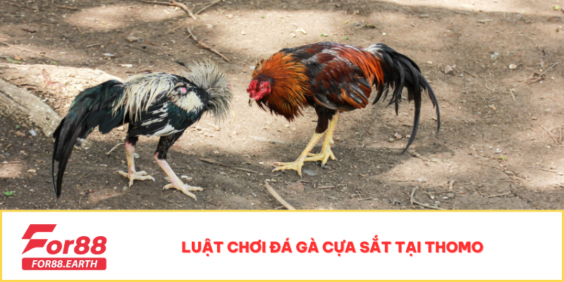 Đá Gà Cựa Sắt Thomo - Sự Kiện Hấp Dẫn Không Thể Bỏ Lỡ 3 Luật chơi đá gà cựa sắt tại Thomo