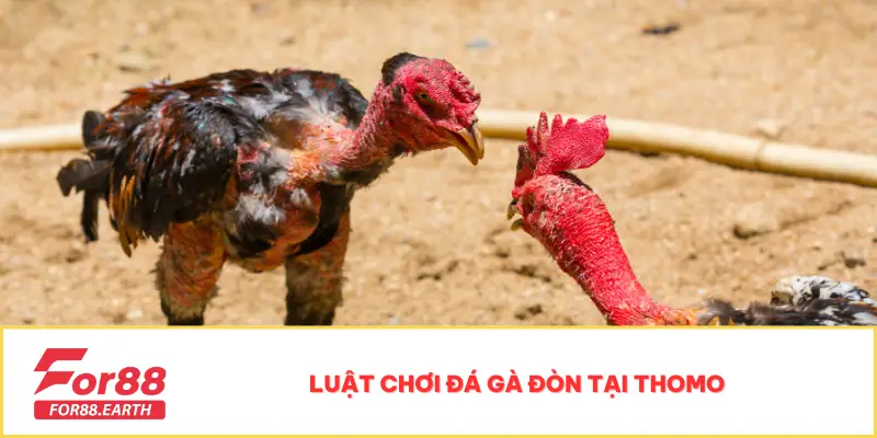 Đá Gà Đòn Thomo - Bộ Môn Kịch Tính Dành Cho Mọi Kê Thủ 2 Luật chơi đá gà đòn tại Thomo