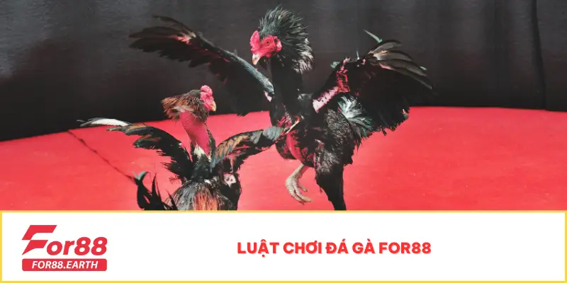 Đá gà 1 Luật chơi đá gà For88
