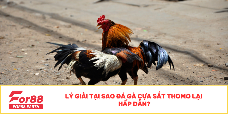 Đá Gà Cựa Sắt Thomo - Sự Kiện Hấp Dẫn Không Thể Bỏ Lỡ 5 Lý giải tại sao đá gà cựa sắt Thomo lại hấp dẫn?
