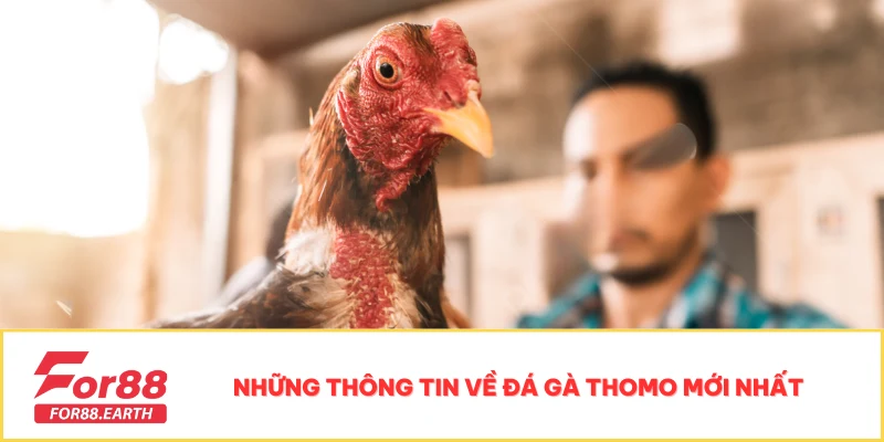 Đá Gà Thomo Mới Nhất Và Bí Quyết Đặt Cược Chuẩn Đến 95% 2 Đá gà Thomo mới nhất mang đến những trận đấu đặc sắc